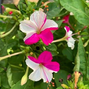 Meet your Posher, Tiffanie